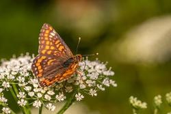 Dolore ai rapporti dopo il parto: cause e rimedi